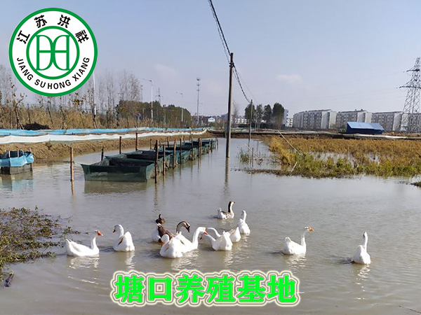 塘口養(yǎng)殖基地